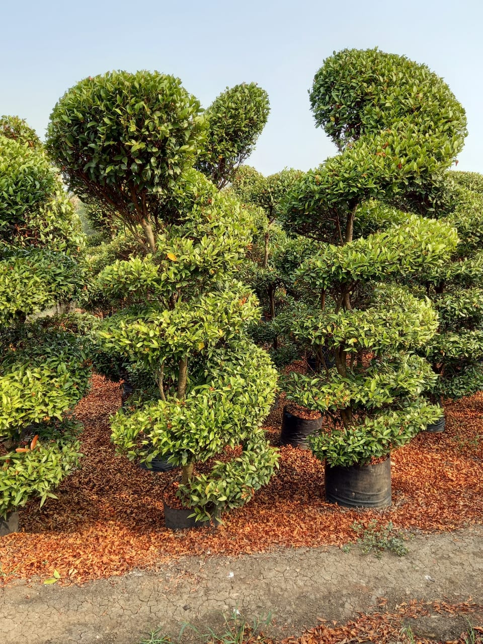 Best Kadiyam Nursery Call 6309717556, Kadiyam Nursery /kadiyam Online